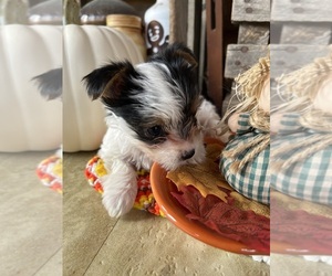 Biewer Terrier Puppy for sale in PORT CRANE, NY, USA