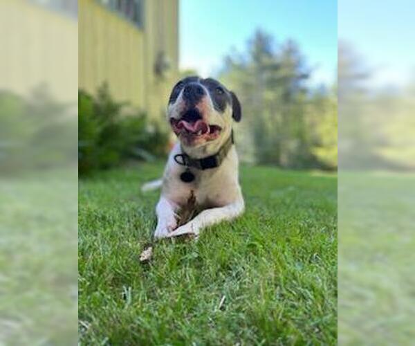 Medium Photo #2 American Pit Bull Terrier Puppy For Sale in Hillsboro, NH, USA