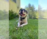 Small #1 American Pit Bull Terrier