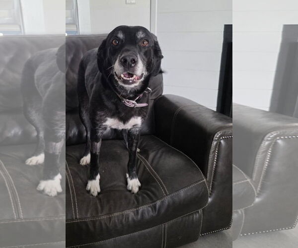 Medium Photo #1 Border-Aussie Puppy For Sale in MIDWAY, UT, USA