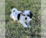 Small Shih Tzu