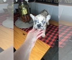 Small #1 Faux Frenchbo Bulldog