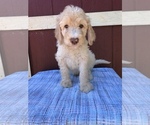 Small Photo #7 Labradoodle Puppy For Sale in WESTMINSTER, SC, USA