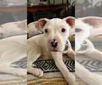 Small Mutt