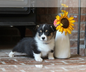 Pembroke Welsh Corgi Puppy for sale in FAIR GROVE, MO, USA