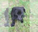 Small #10 Mutt