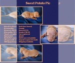 Puppy Sweet Potato Dachshund