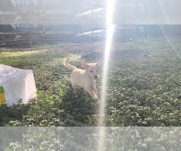 Medium Photo #1 Golden Shepherd Puppy For Sale in FORT MC COY, FL, USA