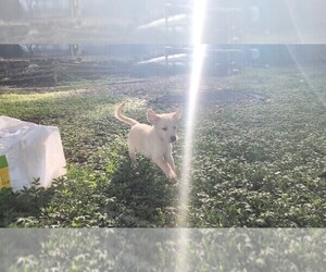 Medium Golden Shepherd