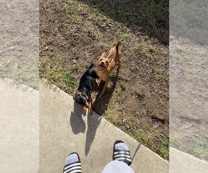 Miniature Pinscher Puppy for sale in SALINAS, CA, USA