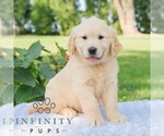 Small #4 Golden Retriever
