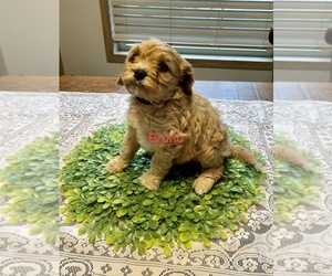 Cavapoo Puppy for Sale in MORLEY, Michigan USA