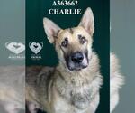 Small #1 German Shepherd Dog