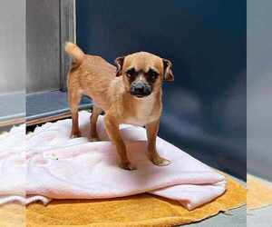 Chihuahua-Unknown Mix Dogs for adoption in Bellingham, WA, USA