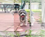 Small #6 Petit Basset Griffon Vendeen