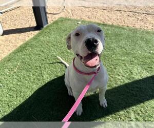 American Pit Bull Terrier Dogs for adoption in HESPERIA, CA, USA