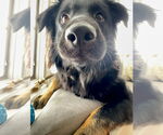 Small #1 Australian Shepherd
