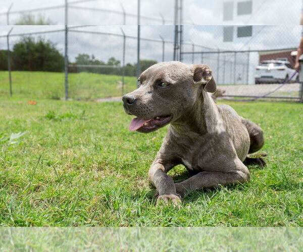 Medium Photo #2 Mutt Puppy For Sale in Abbeville, LA, USA