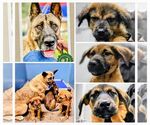 Small #2 German Shepherd Dog Mix