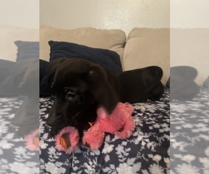 American Pit Bull Terrier-German Shepherd Dog Mix Puppy for sale in AURORA, CO, USA
