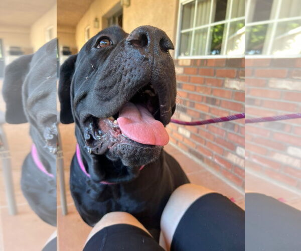 Medium Photo #4 Mutt Puppy For Sale in Goodyear, AZ, USA