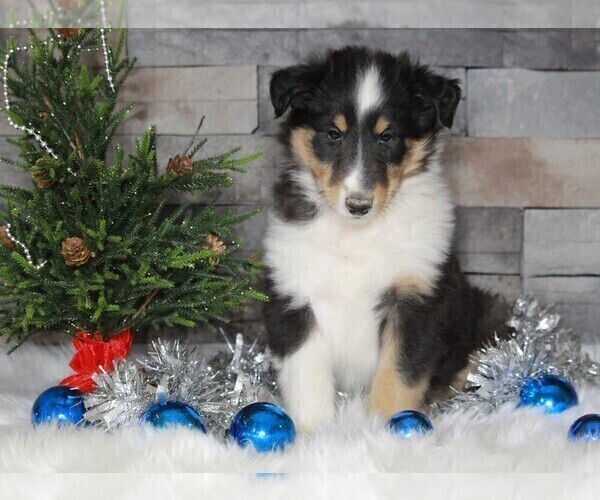 Medium Photo #2 Collie Puppy For Sale in APPLE CREEK, OH, USA