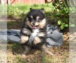 Small Photo #6 Pomeranian Puppy For Sale in DINWIDDIE, VA, USA