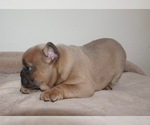 Small #1 French Bulldog