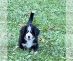 Puppy Puppy 2 Bernese Mountain Dog
