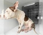 Small #1 Mutt