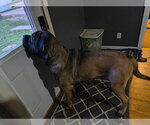 Small #1 Mutt