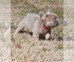 Small Photo #7 French Bulldog Puppy For Sale in WINNSBORO, TX, USA
