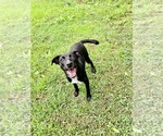 Small #3 Labrador Retriever Mix