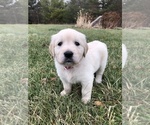 Small Photo #5 Golden Retriever Puppy For Sale in HUNTINGTON, IN, USA