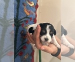 Small #9 Pembroke Welsh Corgi-Poodle (Miniature) Mix