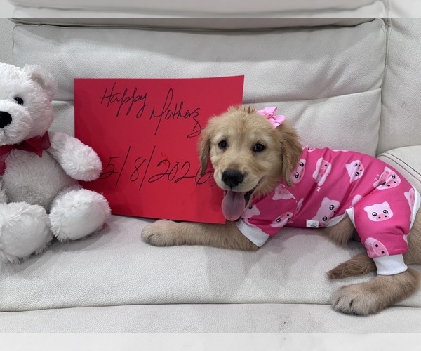Medium Photo #3 Golden Retriever Puppy For Sale in ORLANDO, FL, USA