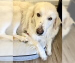 Small #4 Great Pyrenees