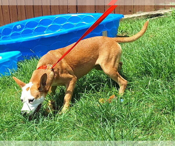 Medium Photo #4 Mutt Puppy For Sale in Wetumpka, AL, USA