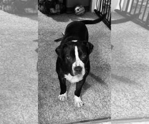 Bulldog-Unknown Mix Dogs for adoption in Hinton, WV, USA