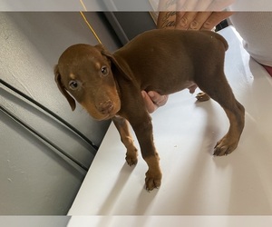 Doberman Pinscher Puppy for sale in VALLEJO, CA, USA