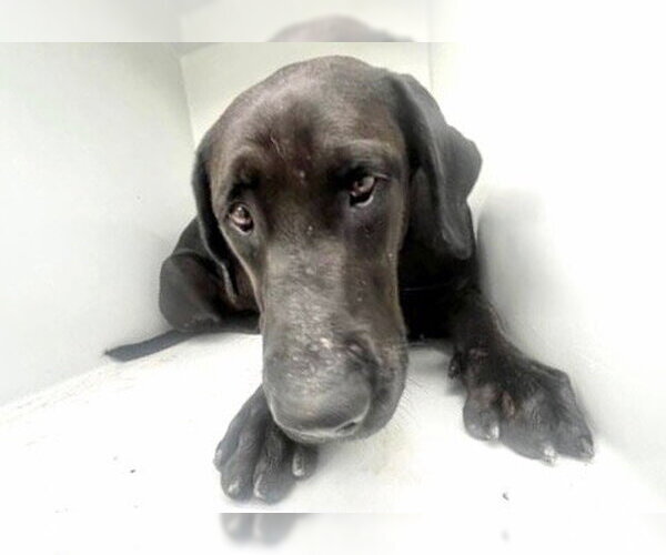Medium Photo #1 Labrador Retriever Puppy For Sale in Houston, TX, USA
