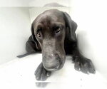 Small Labrador Retriever