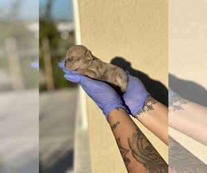 French Bulldog Puppy for sale in SACRAMENTO, CA, USA