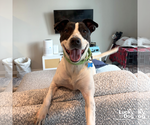 Small #2 Lab-Pointer