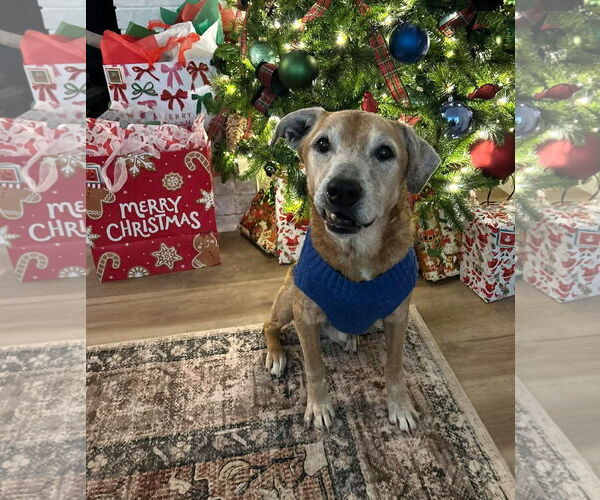 Medium Photo #2 Labrador Retriever-Unknown Mix Puppy For Sale in Wakefield, RI, USA