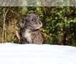 Small #14 ShihPoo