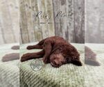 Puppy Rocky Road Labradoodle