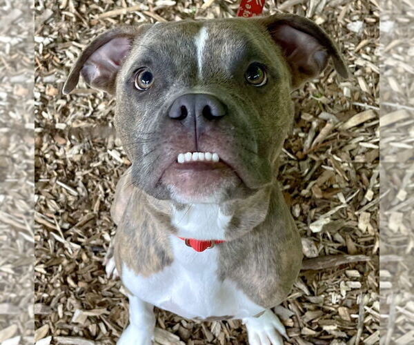 Medium Photo #5 Boxer-Unknown Mix Puppy For Sale in Canton, CT, USA