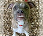 Small #4 Boxer Mix