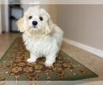 Small #1 Maltese